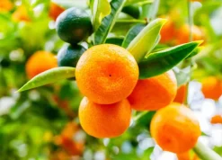 BEIJA-FLORES - Clémentinier en pot de 3l 70-110cm