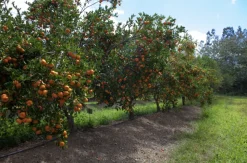 BEIJA-FLORES - Mandarinier en pot 3l 70-110 cm