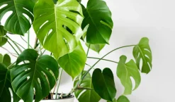 BEIJA-FLORES - Monstera deliciosa h-55/70cm