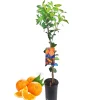 BEIJA-FLORES - Oranger new hall medium h-60/100 cm