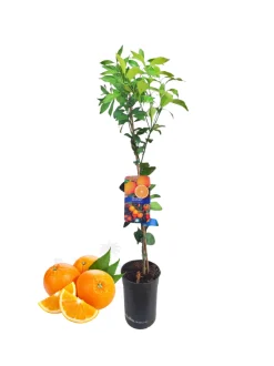 BEIJA-FLORES - Oranger new hall medium h-60/100 cm