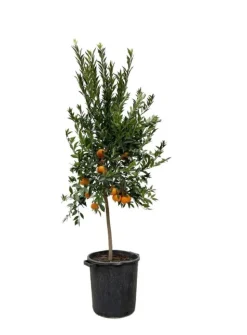 BEIJA-FLORES - Oranger new hall xl h-110/130 cm