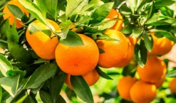 BEIJA-FLORES - Oranger new hall xl h-110/130 cm