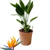 BEIJA-FLORES - Strelitzia reginae - oiseau de paradis h-40/60cm