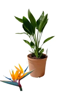 BEIJA-FLORES - Strelitzia reginae - oiseau de paradis h-40/60cm