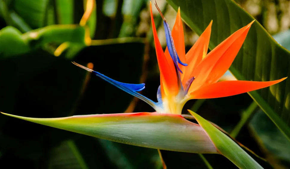 BEIJA-FLORES - Strelitzia reginae - oiseau de paradis h-40/60cm