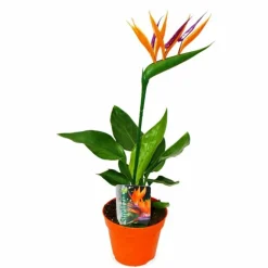 BEIJA-FLORES - Strelitzia reginae - oiseau de paradis h-40/60cm
