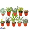 BEIJA-FLORES - Succulentes mélange de 10 pots h-7/15cm