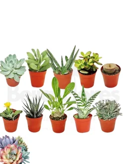 BEIJA-FLORES - Succulentes mélange de 10 pots h-7/15cm