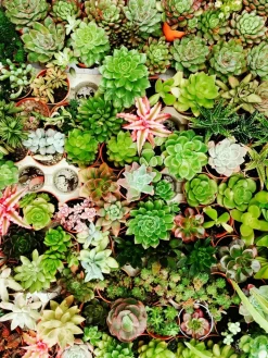 BEIJA-FLORES - Succulentes mélange de 10 pots h-7/15cm