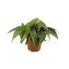 Bégonia Maculata double : Pot D.12cm