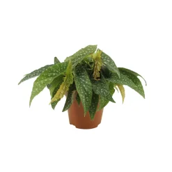 Bégonia Maculata double : Pot D.12cm