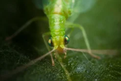 BIOTOP - Chrysope 300 oeufs