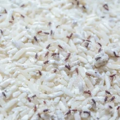 BIOTOP - Trichogrammes anti-mites alimentaires - 4 diffuseurs