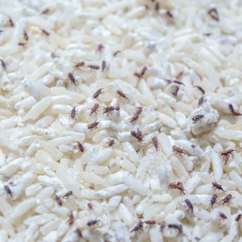 BIOTOP - Trichogrammes anti-mites alimentaires - 4 diffuseurs