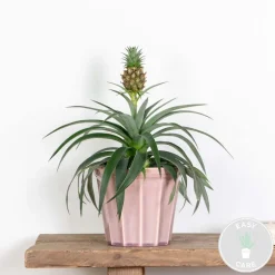 BLOOMIQUE - Ananas mi amigo - plante ananas - plante anti-ronflement - 30-40 cm de haut - pot 12 cm