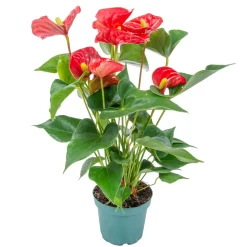 BLOOMIQUE - Anthurium - plante flamant rose - rouge - plante d’intérieur - 30-40 cm de haut - pot 12 cm