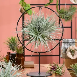 BLOOMIQUE - Bloomique - tillandsia magic ball en anneau - plante aérienne - plante d’intérieur - 30 cm de haut