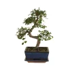 BLOOMIQUE - Bonsaï zelkova - forme en s - bonsaï - plantes d'intérieur - hauteur 20-30 cm - 15 cm de large