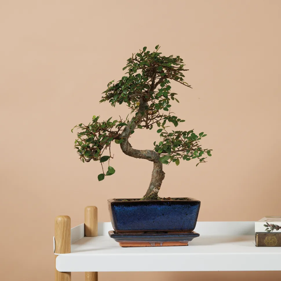 BLOOMIQUE - Bonsaï zelkova - forme en s - bonsaï - plantes d'intérieur - hauteur 20-30 cm - 15 cm de large