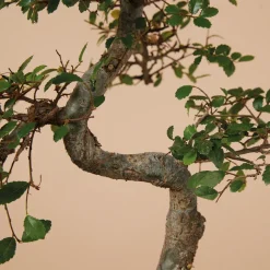 BLOOMIQUE - Bonsaï zelkova - forme en s - bonsaï - plantes d'intérieur - hauteur 20-30 cm - 15 cm de large