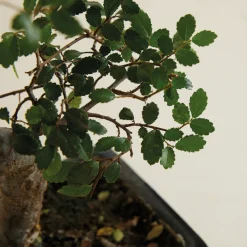 BLOOMIQUE - Bonsaï zelkova - forme en s - bonsaï - plantes d'intérieur - hauteur 20-30 cm - 15 cm de large