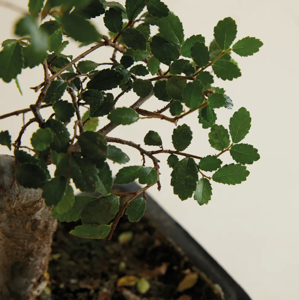 BLOOMIQUE - Bonsaï zelkova - forme en s - bonsaï - plantes d'intérieur - hauteur 20-30 cm - 15 cm de large