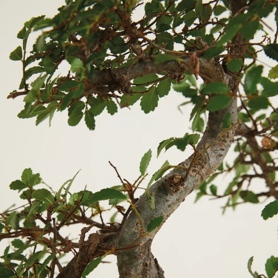 BLOOMIQUE - Bonsaï zelkova - forme en s - bonsaï - plantes d'intérieur - hauteur 20-30 cm - 15 cm de large