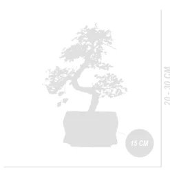 BLOOMIQUE - Bonsaï zelkova - forme en s - bonsaï - plantes d'intérieur - hauteur 20-30 cm - 15 cm de large