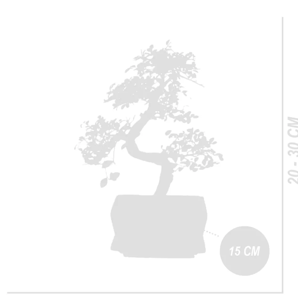 BLOOMIQUE - Bonsaï zelkova - forme en s - bonsaï - plantes d'intérieur - hauteur 20-30 cm - 15 cm de large
