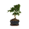 BLOOMIQUE - Bonsai carmona - forme s - bonsaï - plantes d'intérieur - hauteur 20-30 cm - 15 cm de large