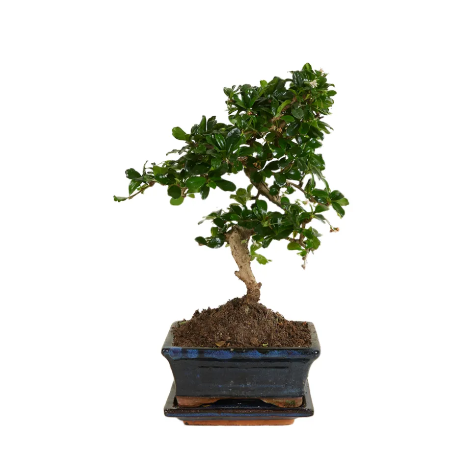 BLOOMIQUE - Bonsai carmona - forme s - bonsaï - plantes d'intérieur - hauteur 20-30 cm - 15 cm de large