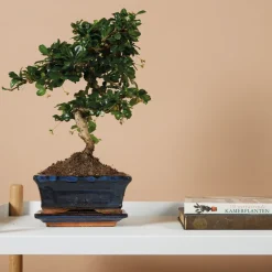 BLOOMIQUE - Bonsai carmona - forme s - bonsaï - plantes d'intérieur - hauteur 20-30 cm - 15 cm de large