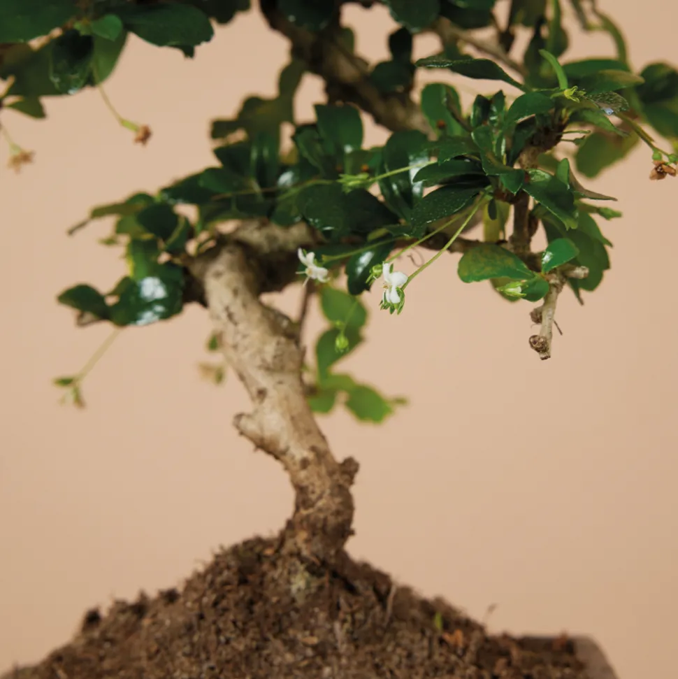 BLOOMIQUE - Bonsai carmona - forme s - bonsaï - plantes d'intérieur - hauteur 20-30 cm - 15 cm de large