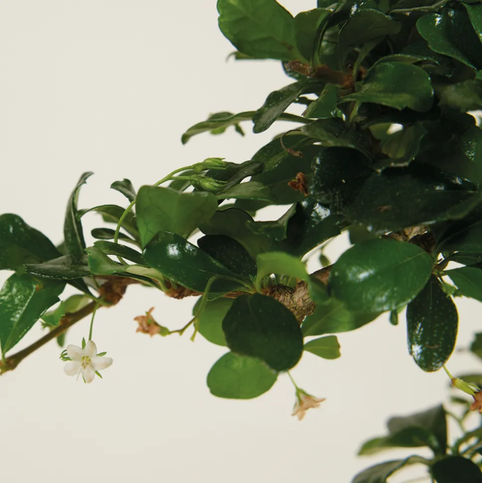 BLOOMIQUE - Bonsai carmona - forme s - bonsaï - plantes d'intérieur - hauteur 20-30 cm - 15 cm de large