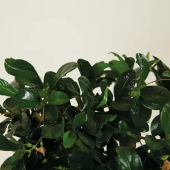 BLOOMIQUE - Bonsai carmona - forme sphère - bonsaï - plantes d'intérieur - hauteur 20-30 cm - 15 cm de large