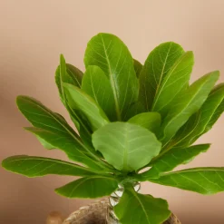 BLOOMIQUE - Brighamia insignis - palmier d'hawaï - plantes d'intérieur - pot 12cm - 25-35cm de haut