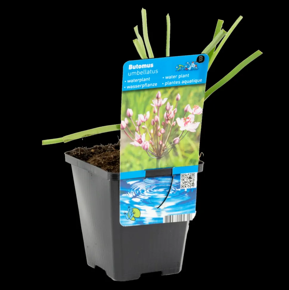BLOOMIQUE - Butomus umbellatus - butome en ombelle - plantes de bassin - 15-25 cm de haut - pot 9 cm