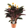 BLOOMIQUE - Calathea crocata - flamme éternelle - plantes d’intérieur - 40-50 cm de haut - pot 14 cm