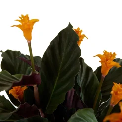 BLOOMIQUE - Calathea crocata - flamme éternelle - plantes d’intérieur - 40-50 cm de haut - pot 14 cm