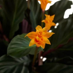 BLOOMIQUE - Calathea crocata - flamme éternelle - plantes d’intérieur - 40-50 cm de haut - pot 14 cm