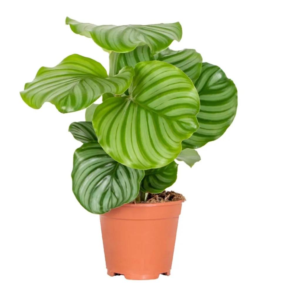 BLOOMIQUE - Calathea orbifolia - plante paon - plante d’intérieur - dépolluante - 40-50 cm de haut - pot 14 cm