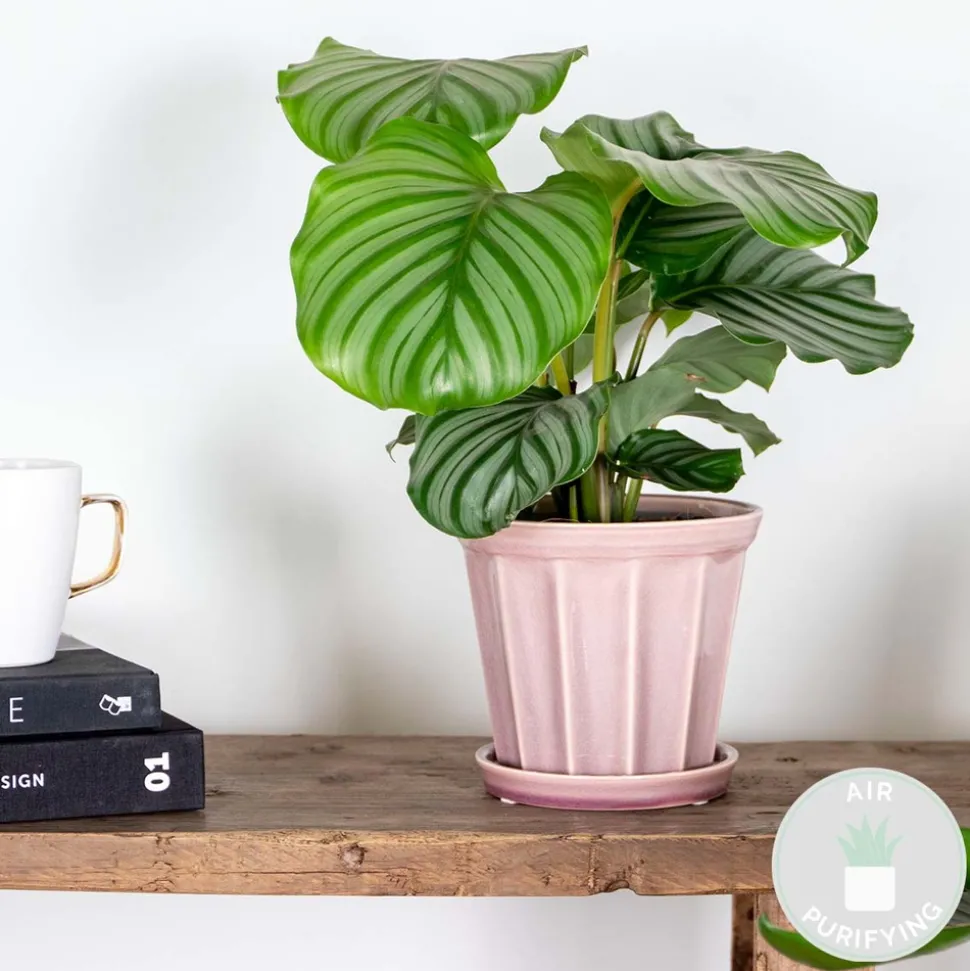 BLOOMIQUE - Calathea orbifolia - plante paon - plante d’intérieur - dépolluante - 40-50 cm de haut - pot 14 cm