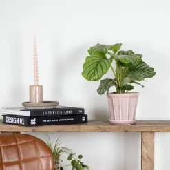 BLOOMIQUE - Calathea orbifolia - plante paon - plante d’intérieur - dépolluante - 40-50 cm de haut - pot 14 cm