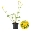 BLOOMIQUE - Caltha palustris - populage des marais - plantes de bassin - rustique - hauteur 15-25 cm - pot 9 cm