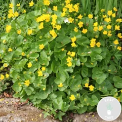 BLOOMIQUE - Caltha palustris - populage des marais - plantes de bassin - rustique - hauteur 15-25 cm - pot 9 cm