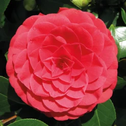 BLOOMIQUE - Camellia japonica 'black lace' - rosier du japon - buisson - persistant - ⌀15 cm - ↕30-35 cm