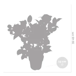 BLOOMIQUE - Camellia japonica 'black lace' - rosier du japon - buisson - persistant - ⌀15 cm - ↕30-35 cm