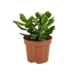 BLOOMIQUE - Crassula ovata arbre magique - plante de jade - plantes d'intérieur - 15-20 cm de haut - pot 12 cm