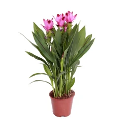 BLOOMIQUE - Curcuma siam - tulipe de siam - plante d’intérieur - dépolluante - 40-50 cm de haut - pot 14 cm